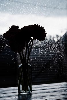 Gerbera flowers silhouette in a vase against window