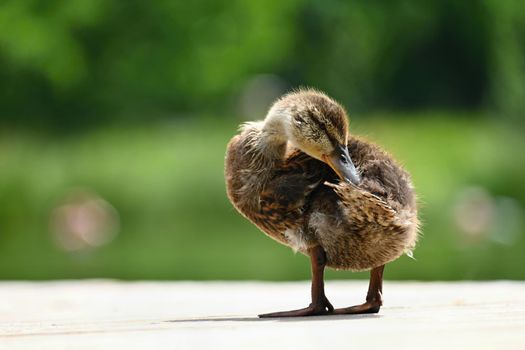 Small ducks by the pond. Fledglings mallards.(Anas platyrhynchos)