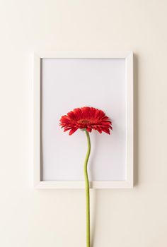 Minimal concept. red gerbera flower in a white frame, flat lay