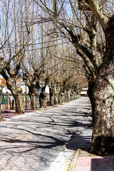 Street with beautiful and colossal trees in Spain