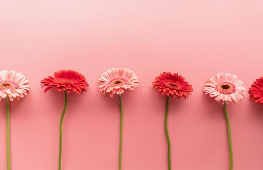 pink and red gerbera daisies in a raw on a pink background. Sequence and symmetry. Minimal design flat lay. Pastel colors