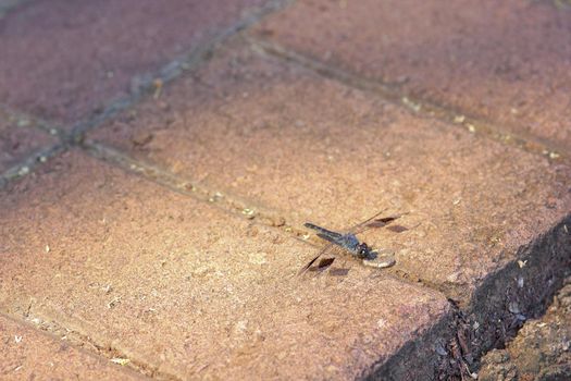 A banded groundling dragonfly (Brachythemis leucosticta) basking in sunlight on pavement bricks, Marble Hall, South Africa