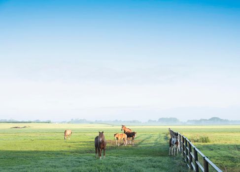 horses in green grassy meadow and distant farm in the netherlands under blue sky on misty summer morning not far from amsterdam