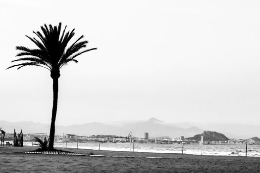 Palm tree in Urbanova beach in the evening, Alicante, Spain. Alicante coast in the background
