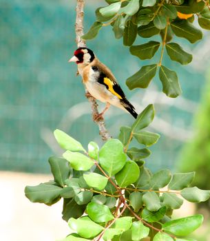Beautiful and colorful Goldfinch perched on carob tree branch in Spain