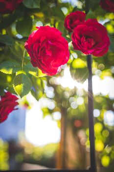 Close up picture of red roses in the own garden, spring time