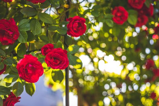 Close up picture of red roses in the own garden, spring time