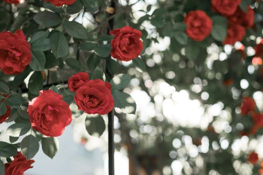 Close up picture of red roses in the own garden, spring time