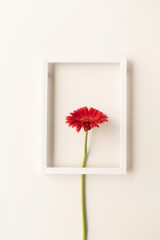 Minimal concept. red gerbera flower in a white frame, flat lay