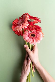 Pink and red gerbera daisies bouquet on green background. Minimal design flat lay. Female hands holding birthday flowers