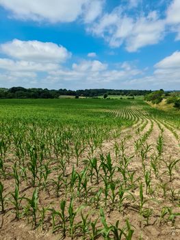 View at crop seedlings on an agricultural field in a perspective view with a blue sky background