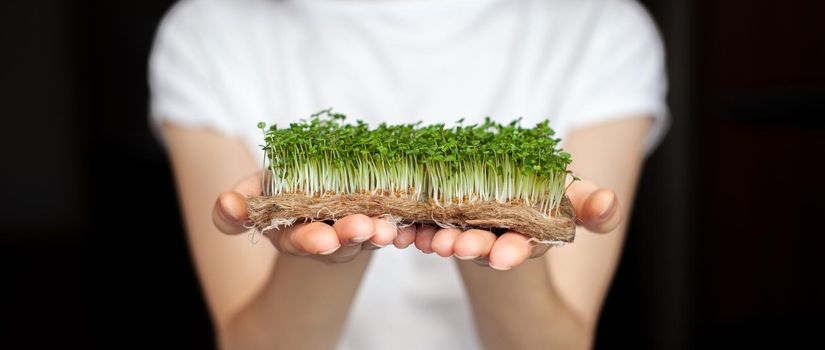 A woman holds micro greens grown at home in her hands. Healthy and healthy food. Vegetarian food. Micro-greens for salads and meals