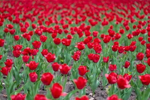 Red tulip flowers background outdoor Spring season flowers