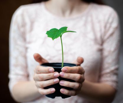 The girl is holding a black pot with a green plant on a dark background. Seedlings of cucumbers in a pot, ready for planting in the ground. Environmental protection. Respect for nature