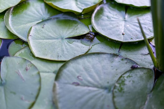 Water lily leaf water surface background dark toned photo