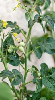 Unripe small tomatoes growing on the windowsill. Fresh mini vegetables in the greenhouse on a branch with the green fruits. The shrub immature vegetables on stems. Young fruit on bush. 