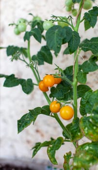 Unripe and ripe small tomatoes growing on the windowsill. Fresh mini-vegetables in the greenhouse on a branch with green fruits. Young fruits on the bush. Yellow fruits of tomatoes on a branch