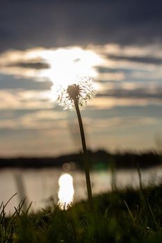 Dandelion at orange sunset. Fluffy dandelion against sunset front sun close up, blurred background. Ikebana of dried Dandelion flowers