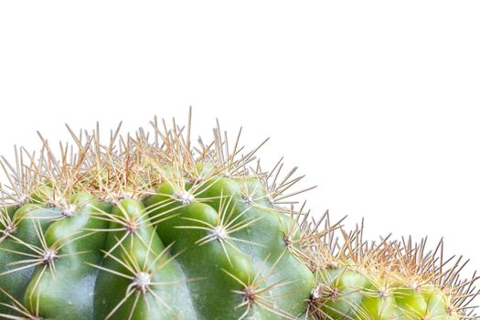 Close up cactus isolated on white background.