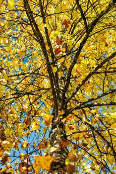 Bright yellow maple leaves lighted up with sun light. Maple leave on autumn season on blue sky background