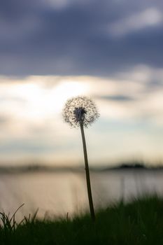 Dandelion at orange sunset. Fluffy dandelion against sunset front sun close up, blurred background. Ikebana of dried Dandelion flowers