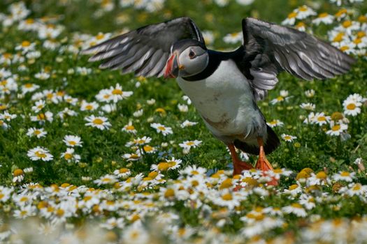 Atlantic puffin (Fratercula arctica) landing amongst summer flowers on Skomer Island off the coast of Pembrokeshire in Wales, United Kingdom