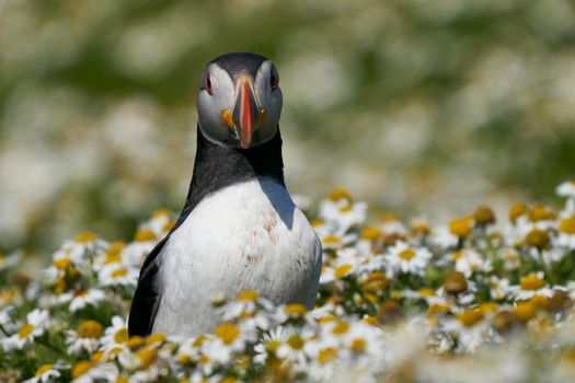 Atlantic puffin (Fratercula arctica) amongst summer flowers on Skomer Island off the coast of Pembrokeshire in Wales, United Kingdom