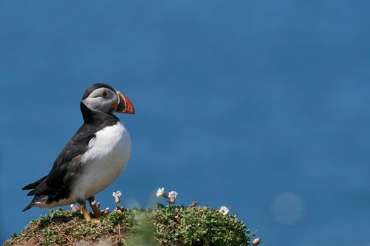 Atlantic puffin (Fratercula arctica) on the cliffs of Skomer Island off the coast of Pembrokeshire in Wales, United Kingdom