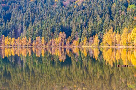 Mirroring yellow birch trees in a mountain lake, Saint Anne Lake is the only one crater lake from Romania, located  in volcanic crater of Ciomatu Mare Volcano.