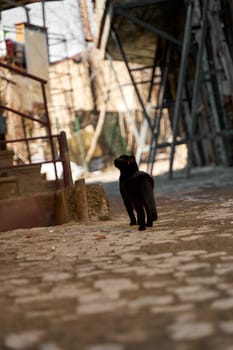 A stray black cat walks in the alley.