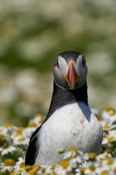 Atlantic puffin (Fratercula arctica) amongst summer flowers on Skomer Island off the coast of Pembrokeshire in Wales, United Kingdom