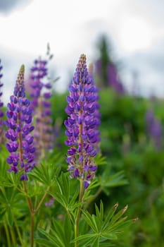 Blooming macro lupine flower. Lupine field with pink purple and blue flower. Bunch of lupines summer flower background. A field of lupines. Violet spring and summer flower