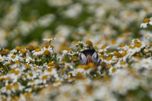 Atlantic puffin (Fratercula arctica) amongst summer flowers on Skomer Island off the coast of Pembrokeshire in Wales, United Kingdom