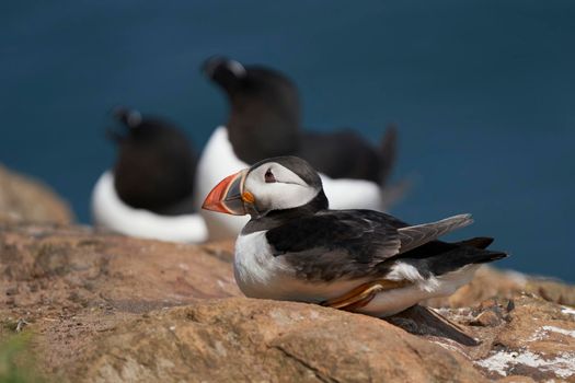 Atlantic puffin (Fratercula arctica) on the cliffs of Skomer Island off the coast of Pembrokeshire in Wales, United Kingdom