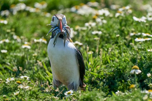 Atlantic puffin (Fratercula arctica) carrying small fish in its beak to feed its chick on Skomer Island off the coast of Pembrokeshire in Wales, United Kingdom