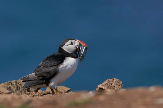 Atlantic puffin (Fratercula arctica) with small fish in its beak to feed its chick on the cliffs of Skomer Island off the coast of Pembrokeshire in Wales, United Kingdom