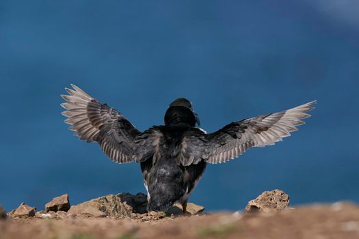 Atlantic puffin (Fratercula arctica) on the cliffs of Skomer Island off the coast of Pembrokeshire in Wales, United Kingdom