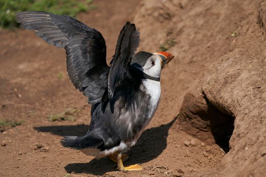 Atlantic puffin (Fratercula arctica) outside its nesting burrow on Skomer Island off the coast of Pembrokeshire in Wales, United Kingdom