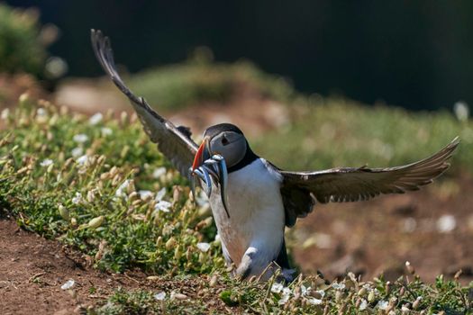 Atlantic puffin (Fratercula arctica) carrying small fish in its beak to feed its chick on Skomer Island off the coast of Pembrokeshire in Wales, United Kingdom