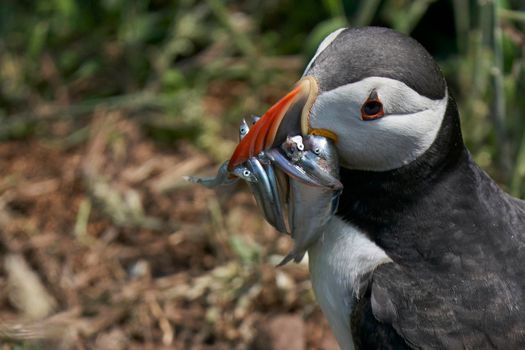 Atlantic puffin (Fratercula arctica) carrying small fish in its beak to feed its chick on Skomer Island off the coast of Pembrokeshire in Wales, United Kingdom