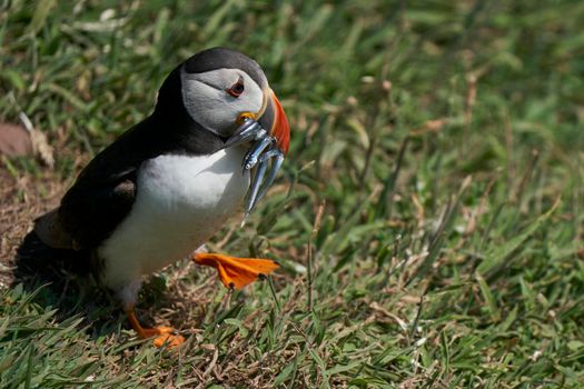 Atlantic puffin (Fratercula arctica) carrying small fish in its beak to feed its chick on Skomer Island off the coast of Pembrokeshire in Wales, United Kingdom