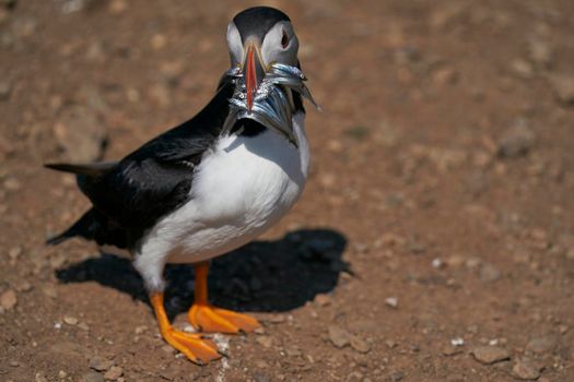 Atlantic puffin (Fratercula arctica) carrying sandeels in its beak to feed its chick on Skomer Island off the coast of Pembrokeshire in Wales, United Kingdom
