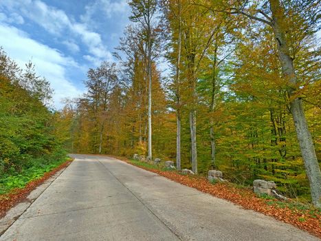 Curvy road in autumn forest, colored foliage border