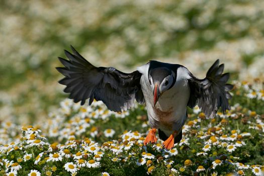 Atlantic puffin (Fratercula arctica) landing amongst summer flowers on Skomer Island off the coast of Pembrokeshire in Wales, United Kingdom