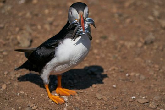 Atlantic puffin (Fratercula arctica) carrying sandeels in its beak to feed its chick on Skomer Island off the coast of Pembrokeshire in Wales, United Kingdom