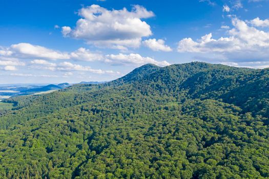 Up view of summer forest, green foliage scene