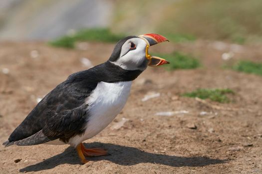 Atlantic puffin (Fratercula arctica) calling on Skomer Island off the coast of Pembrokeshire in Wales, United Kingdom