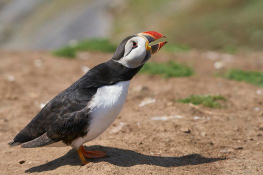 Atlantic puffin (Fratercula arctica) calling on Skomer Island off the coast of Pembrokeshire in Wales, United Kingdom