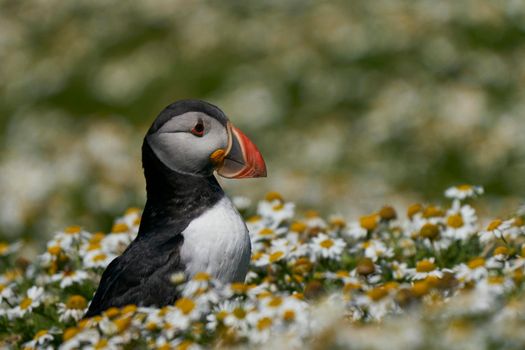 Atlantic puffin (Fratercula arctica) amongst summer flowers on Skomer Island off the coast of Pembrokeshire in Wales, United Kingdom