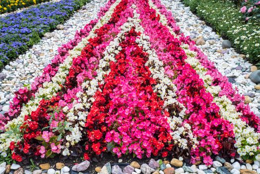 Flowers bed in a summer garden, close image